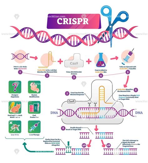 CRISPR procedure vector illustration infographic diagram | Biology ...