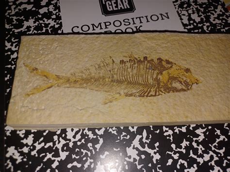 A ~60 million year old fossilized fish I acquired from my friend's mom ...