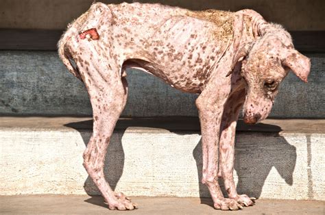 Sarcoptic Mange in Dogs - Symptoms, Causes, Diagnosis, Treatment ...