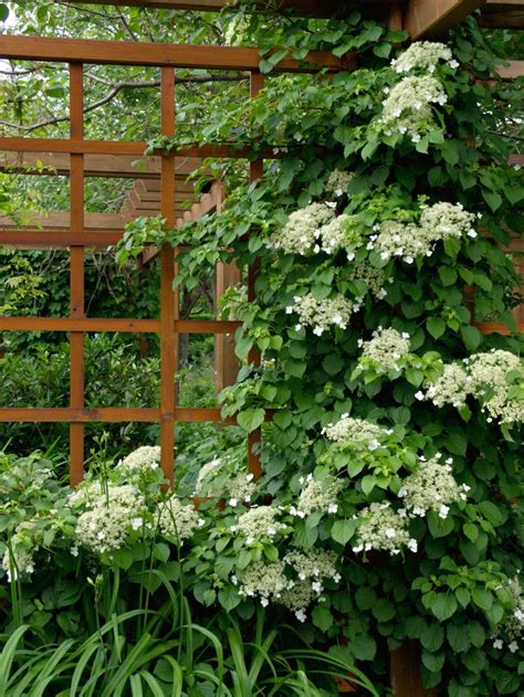 How To Grow Climbing Hydrangea On A Trellis