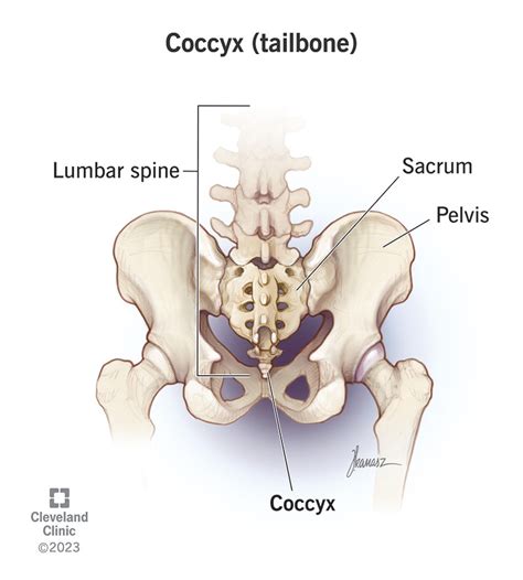 Coccyx (Tailbone): Anatomy, Function & Common Conditions