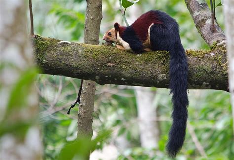 Indian Giant Squirrel Facts, Range, Diet, Pictures