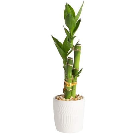 Costa Farms Mini Lucky Bamboo Indoor Plant in 2.5 in. White Ceramic Pot ...