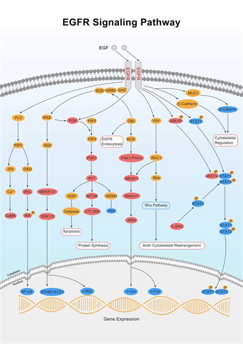 Elabscience EGFR Signaling Pathway | Pathways, Signal transduction ...