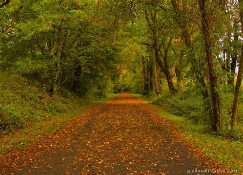 Autumn Leaves On The Virginia Creeper Trail