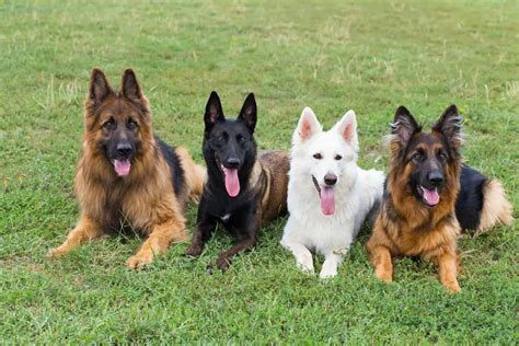 German Shepherd Colors: Guide to Different Coat Varieties