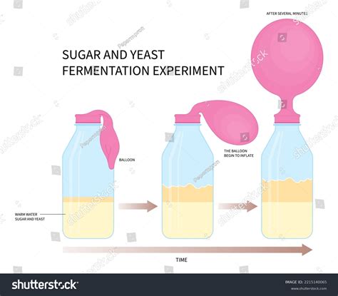 Sugar Yeast Alcohol Ferment Respiratory Lab Stock Vector (Royalty Free ...