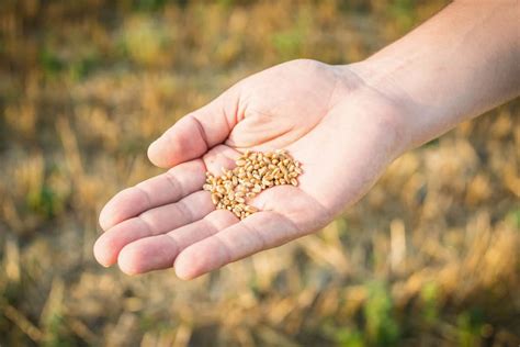 Are Microgreen Seeds Different from Regular Seeds? - Microgreens Corner