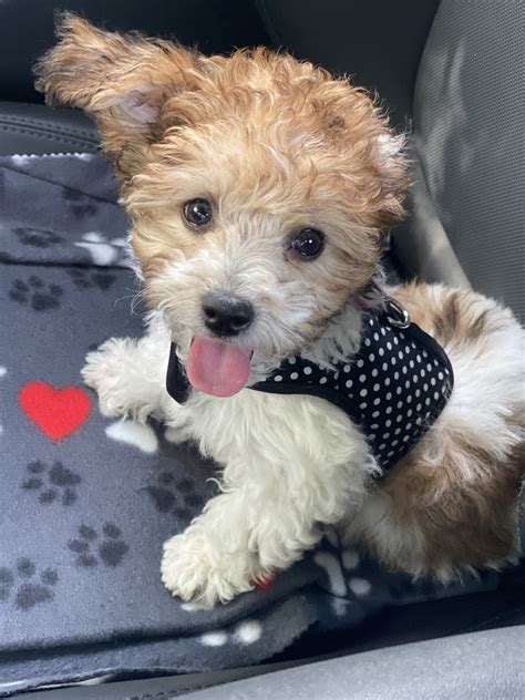 Yorkiepoo Puppies for Sale - White, Black, Brown & More | PuppySpot