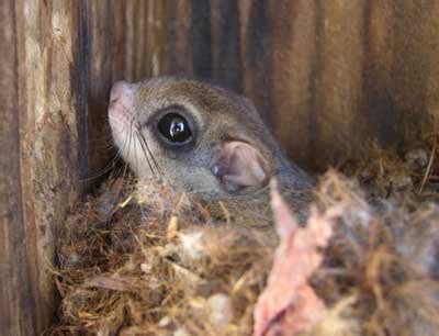 Flying Squirrels - Biology, nesting behavior