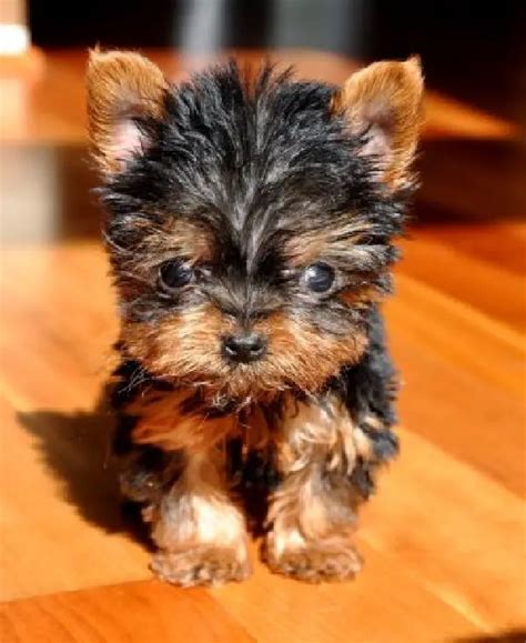 Absolutely Gorgeous Teacup Yorkie Puppies