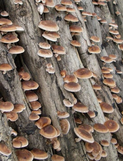 Prepper Handbook Blog: Growing Mushrooms in Logs