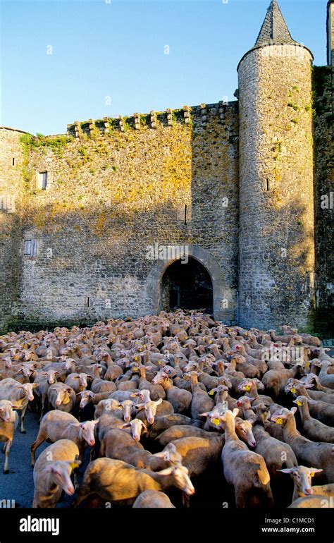 France Aveyron herd of Lacaune sheep which milk is exclusively used for ...