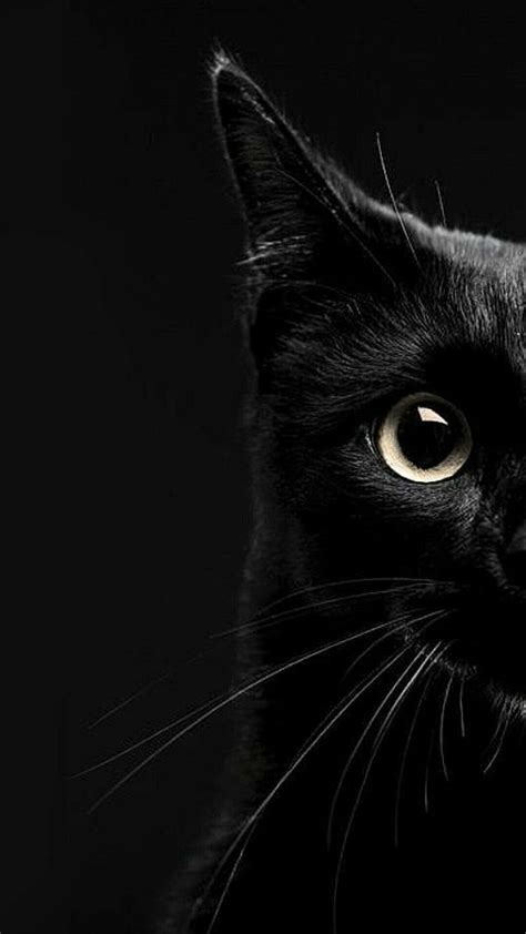 Dark Cat Wallpapers | Iphone wallpaper cat, Cat background, Cute cat ...