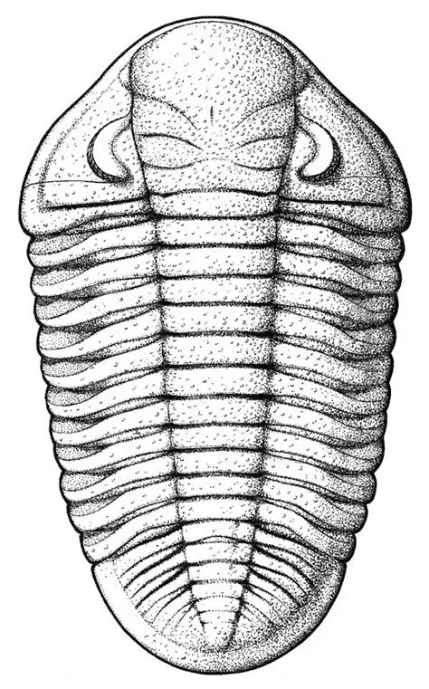 trilobite. | Trilobite, Trilobite fossil, Trilobite tattoo