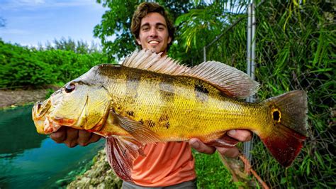 Catching PEACOCK BASS in Florida | Peacock Bass Fishing 4K - YouTube