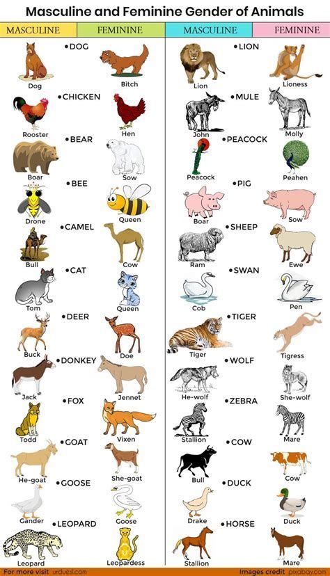 Masculine And Feminine Gender Of Animals List