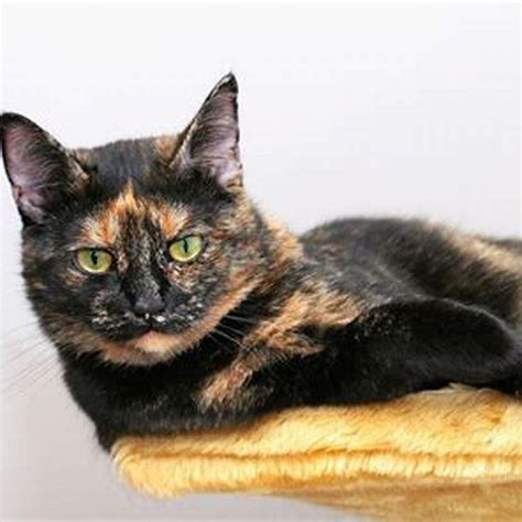 Do tortie cats have health problems? - DIY Seattle