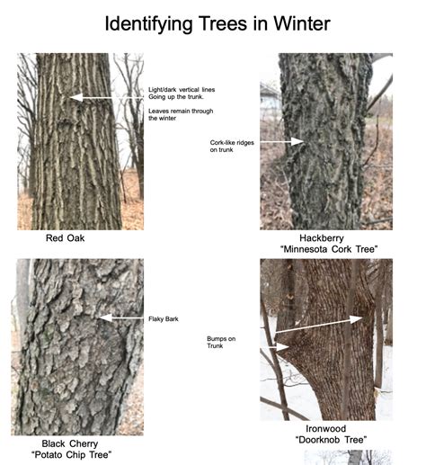 Winter Nature School, Lesson 3 – Identifying Trees by Their Bark | The ...