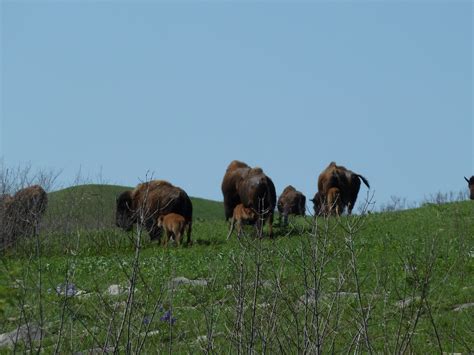 Bison on Konza Prairie