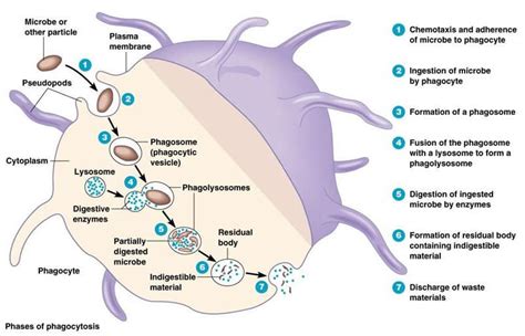 Which of the Following Blood Cells Is a Phagocyte