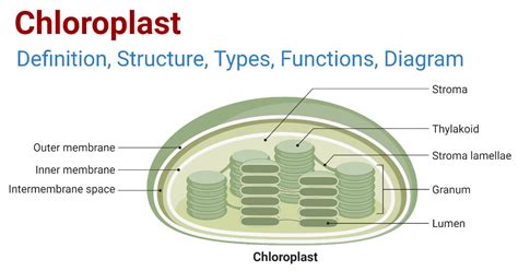 10+ Photosynthesis Diagram Chloroplast - PietJoachim