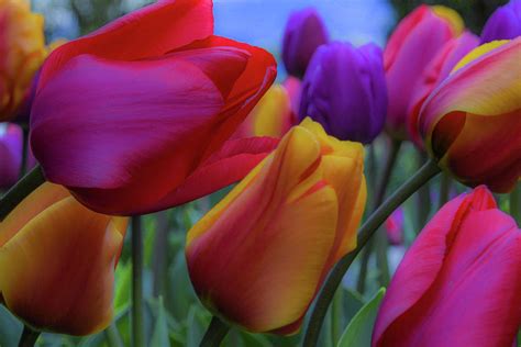 Rainbow Tulips, Landscape Mode Photograph by Emerita Wheeling - Fine ...