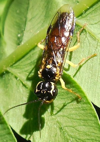 Sawfly Identification - BugGuide.Net