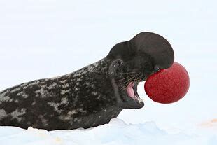 Foca de Casco | Wiki Reino Animalia | Fandom