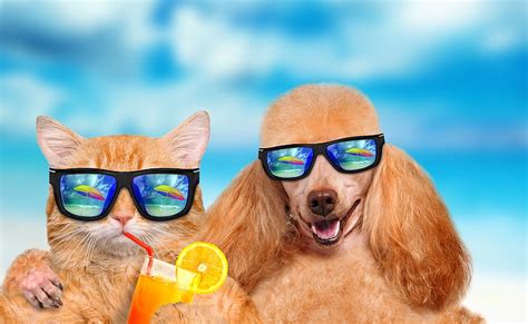 HD wallpaper: summer, cat, dog, vacation | Wallpaper Flare