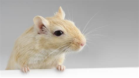 What Do I Feed My Gerbil? | The Best Gerbil Diet | Vets4Pets