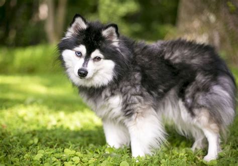 Are Pomsky Aggressive? Unveiling The Truth About Their Temperament