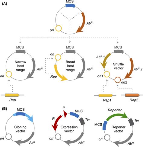 Most common bacterial plasmid architectures and categories.A. On the ...