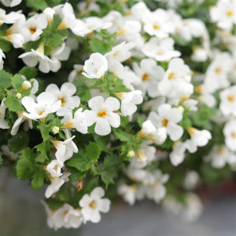 Bacopa Plants For Sale | Plant Addicts