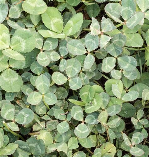 Micro Clover Seeds for Lawn Replacement – West Coast Seeds