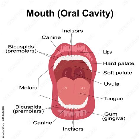 Visual aid of human open mouth anatomy and dentistry.Structure of oral ...