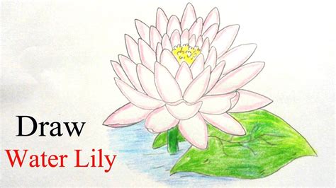 How To Draw A Water Lily