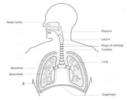 Draw a labelled diagram of human respiratory system