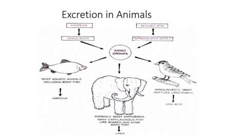 Excretion in Animals; significance of excretion, modes and types of ...