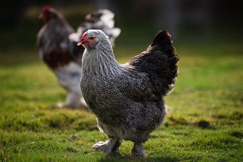 Brahma Chicken: The Definitive Breed Guide - Know Your Chickens