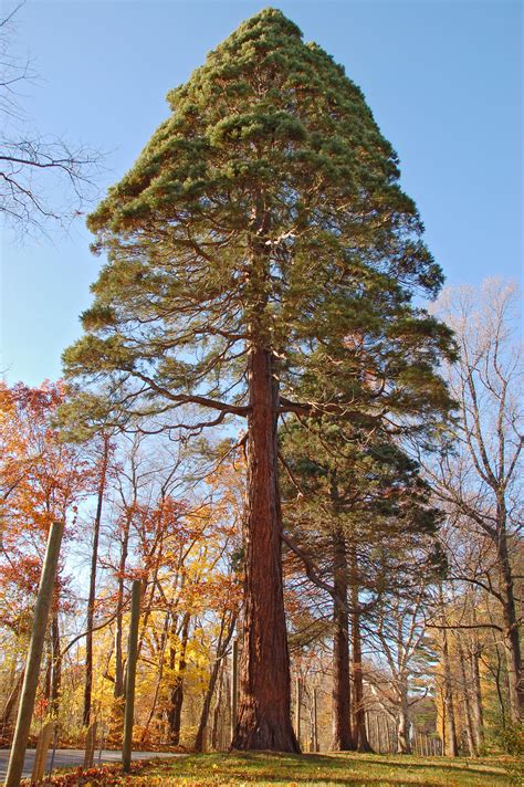 File:Giant Sequoia Sequoiadendron giganteum Tyler Tree 2000px.jpg ...