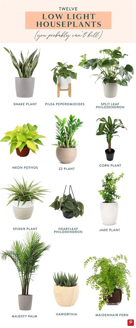 Twelve Low Light Indoor Plants You Probably Can't Kill in 2020 | Low ...