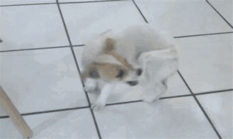 Dog Chasing Your Tail GIF - Dog Chasing Your Tail - Discover & Share GIFs