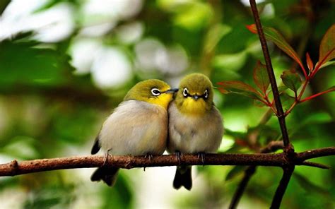 Cute Bird Wallpapers - Wallpaper Cave