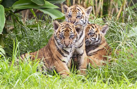 3 Sumatran tiger cubs explore jungle habitat in Sydney zoo