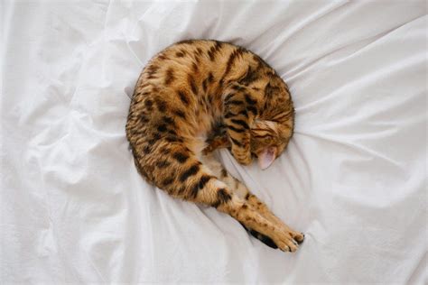 Why Does My Cat Sleep On The Floor Now | Viewfloor.co