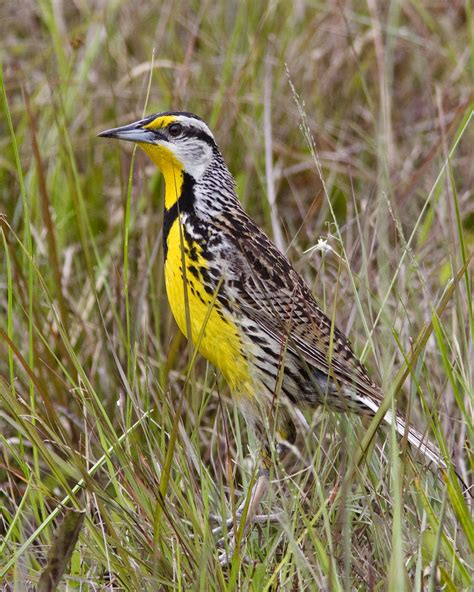 Meadowlark | Eastern Meadowlark - The road to Royal Palm, Ev… | Flickr