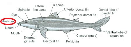 What is the rostrum on a shark? | Homework.Study.com