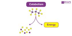 Catabolism - Definition, Metabolism Stages with Videos & Examples