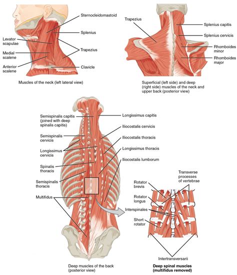 Axial Muscles of the Head, Neck, and Back | Anatomy and Physiology I